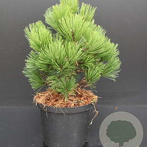 Pinus heldreichii 'Compact Gem' 40-50 cm 5,0L
