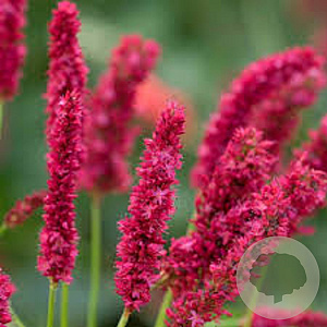 Persicaria a. 'Fat Domino' GM P9 BIO