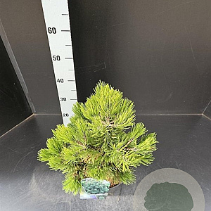 Pinus heldreichii 'Compact Gem' 40-50 cm 7,5L