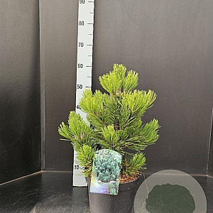 Pinus heldreichii 'Compact Gem' 40-50 cm 7,5L