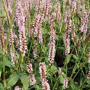 Persicaria a. 'Rosea' GM P9 BIO