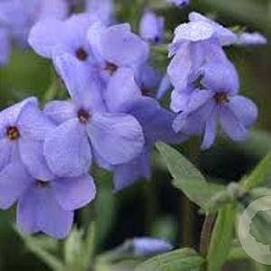 Phlox (S) 'G.F. Wilson' GM P9 BIO