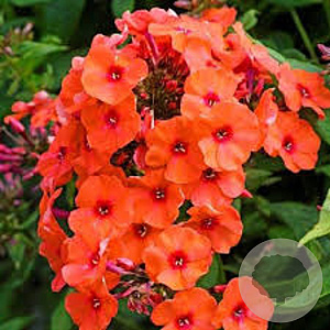 Phlox (P) 'Orange Perfection' GM P9 BIO