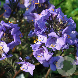 Polemonium y. Bress. Purple GM P9 BIO