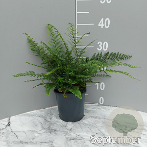 Polystichum set. 'Herrenhausen' GM 2,0L