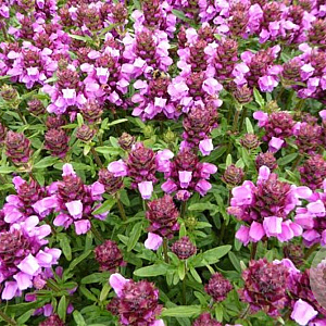 Prunella w. 'Gruss Aus Isernhagen' GM P9 BIO