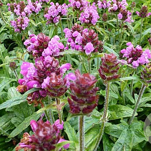 Prunella w. 'Rosea' GM P9 BIO