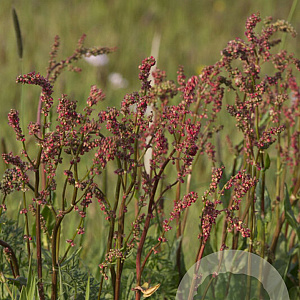 Rumex acetosa GM P9 BIO
