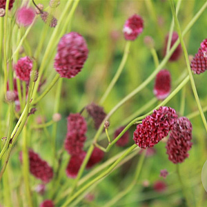 Sanguisorba o. 'Red Thunder' GM P9 BIO