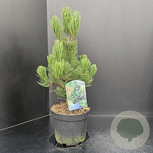 Pinus heldreichii 'Satellit' 40-50 cm 5,0L