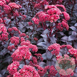 Sedum 'Purple Emperor' GM P9 BIO