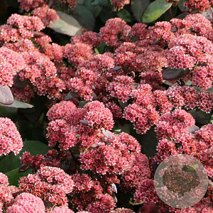 Sedum 'Xenox' GM P9 BIO