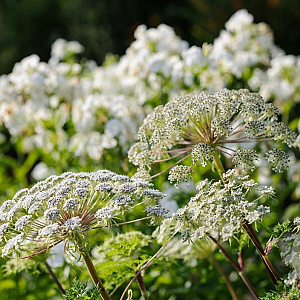 Selinum wallichianum GM P9 BIO