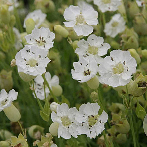 Silene u. 'Weisskehlchen' GM P9 BIO