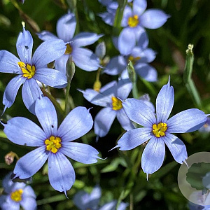 Sisyrinchium angustifolium GM P9 BIO