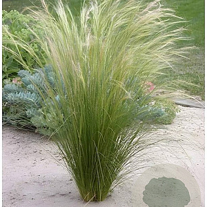 Stipa tenuissima GM P9 BIO
