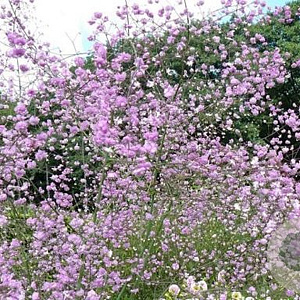Thalictrum del. 'Hewitt's Double' GM P9 BIO