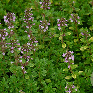Thymus citriod. 'Bertram Anderson' GM P9 BIO