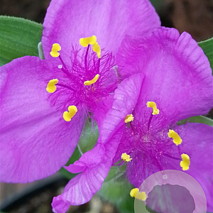 Tradescantia (A) 'Rubra' GM P9 BIO