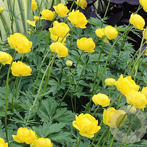Trollius 'Lemon Queen' GM P9 BIO
