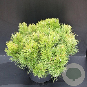 Pinus mugo 50-60 cm 10L
