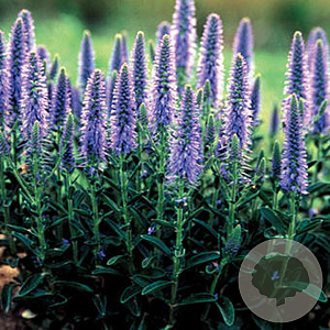 Veronica spicata GM P9 BIO