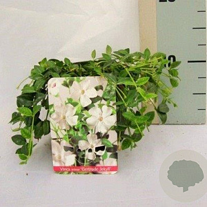 Vinca minor 'Gertrude Jekyll' GM P9 BIO
