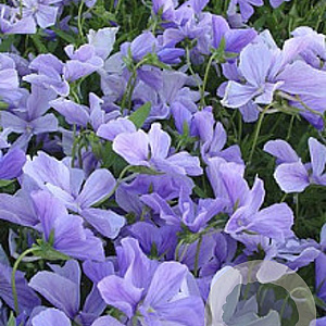 Viola (C) 'Boughton Blue' GM P9 BIO