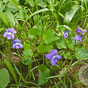 Viola sororia GM P9 BIO