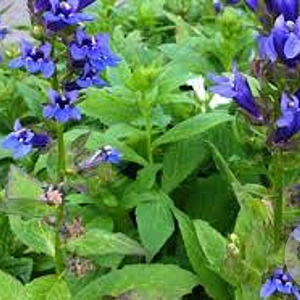 Lobelia siphilitica GM P9 BIO