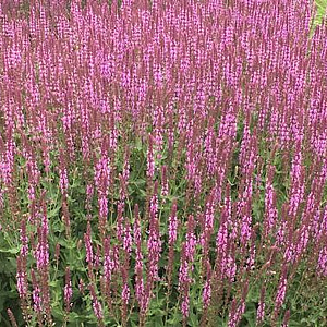Salvia nem. 'Amethyst' GM P9 BIO