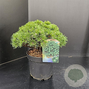 Pinus mugo 'Alpenzwerg' 20-25 cm 5,0L