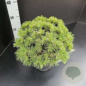 Pinus mugo 'Alpenzwerg' 20-25 cm 5,0L