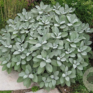 Salvia off. 'Berggarten' GM P9 BIO