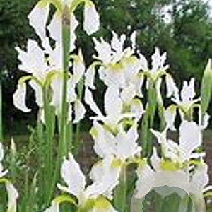 Iris sib. 'Snow Queen' GM P9 BIO
