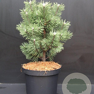 Pinus mugo 'Columbo' 40-50 cm 7,5L