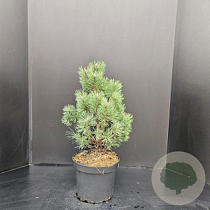 Pinus mugo 'Columbo' 50-60 cm 7,5L