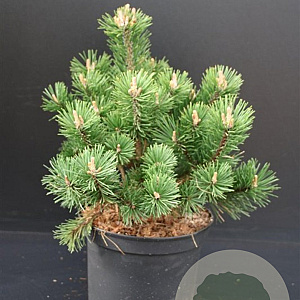 Pinus mugo 'Gnom' 30-40 cm 5,0L