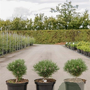 Pinus mugo 'Heideperle' 20-25 cm 5,0L