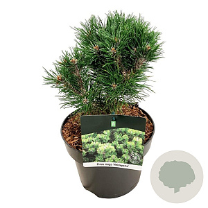 Pinus mugo 'Heideperle' 20-25 cm 5,0L