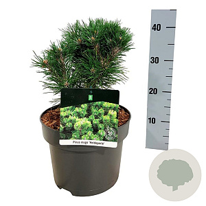 Pinus mugo 'Heideperle' 20-25 cm 5,0L