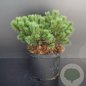 Pinus mugo 'Klosterkötter' 25-30 cm 5,0L