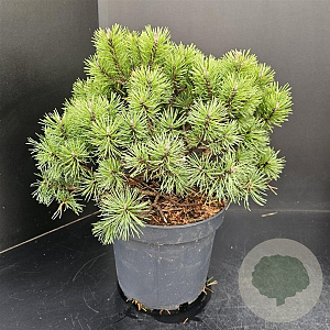 Pinus mugo 'Mops' 30-40 cm 7,5L