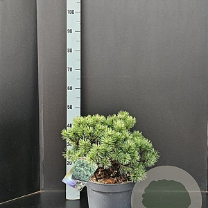 Pinus mugo 'Mops' 30-40 cm 7,5L
