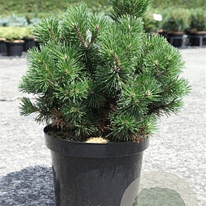 Pinus mugo 'Mops' 30-40 cm 7,5L