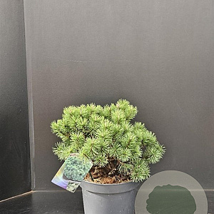 Pinus mugo 'Mops' 30-40 cm 7,5L