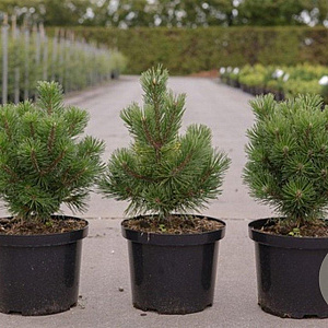 Pinus mugo 'Mumpitz' 30-40 cm 5,0L