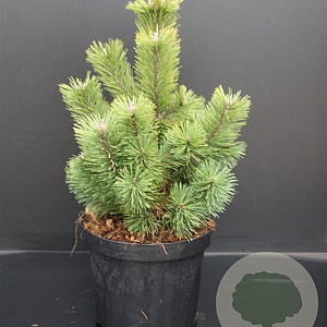 Pinus mugo 'Mumpitz' 30-40 cm 5,0L