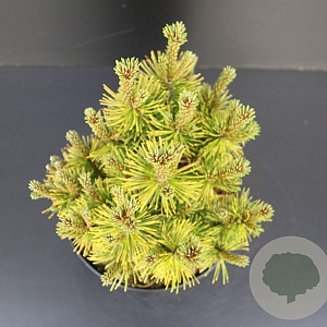 Pinus mugo 'Ophir' 20-25 cm 5,0L