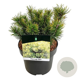 Pinus mugo 'Ophir' 20-25 cm 5,0L